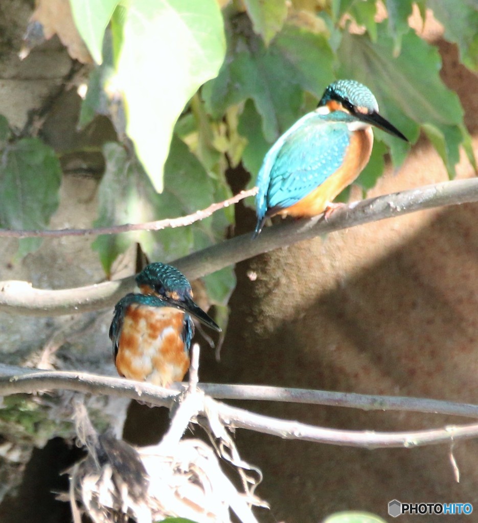 カワセミさん・兄弟③。