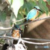 カワセミさん・兄弟③。