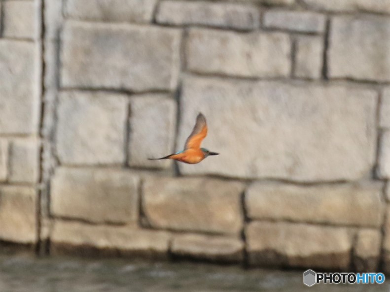 カワセミくん。