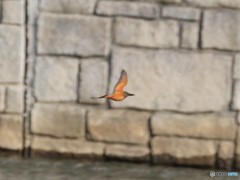 カワセミくん。