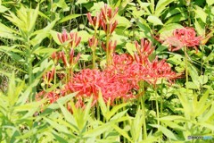 曼珠沙華