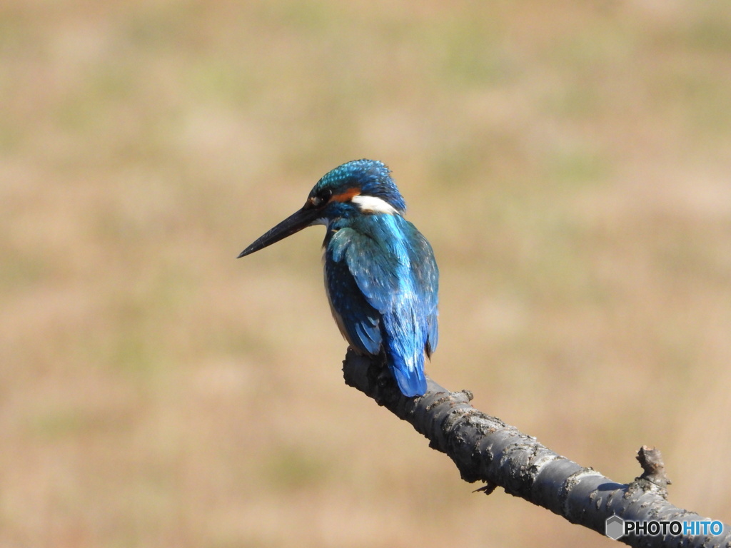 ノートリ・無修正の２。
