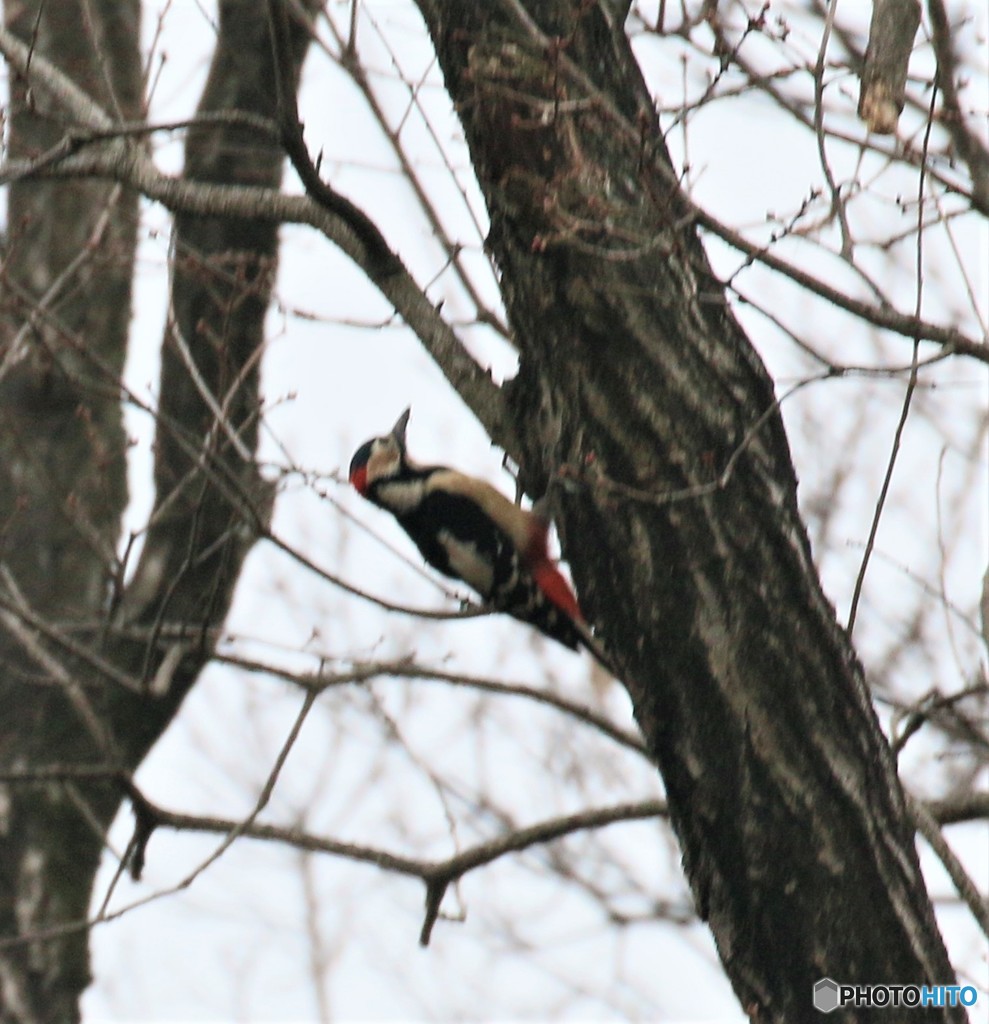 アカゲラさん。