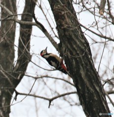 アカゲラさん。