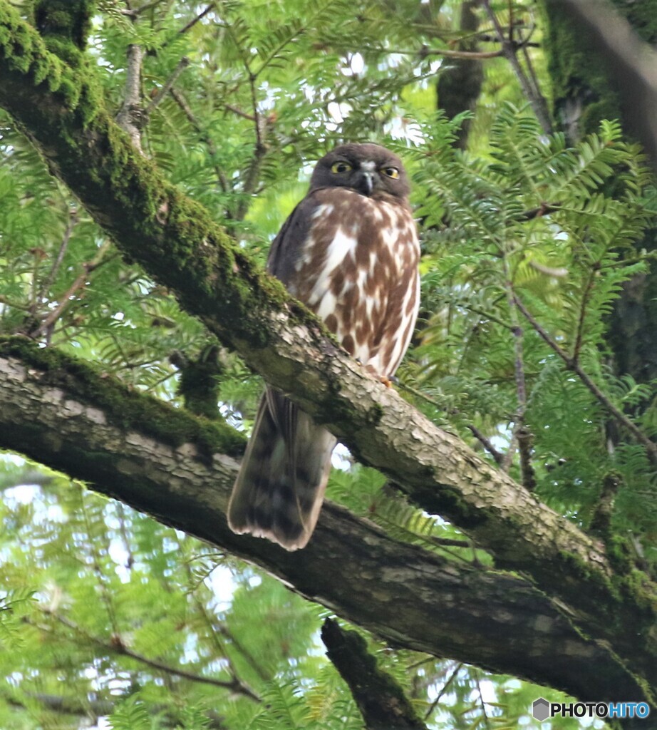 アオバズクのお父さん。