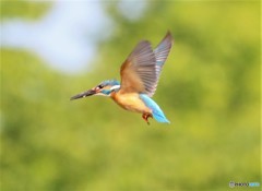 カワセミ
