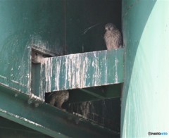 チョウゲンボウの幼鳥。