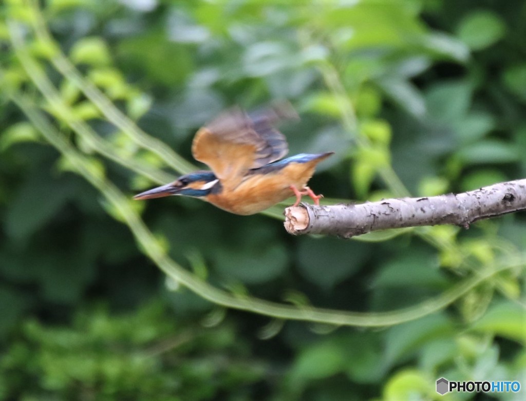 カワセミさん。