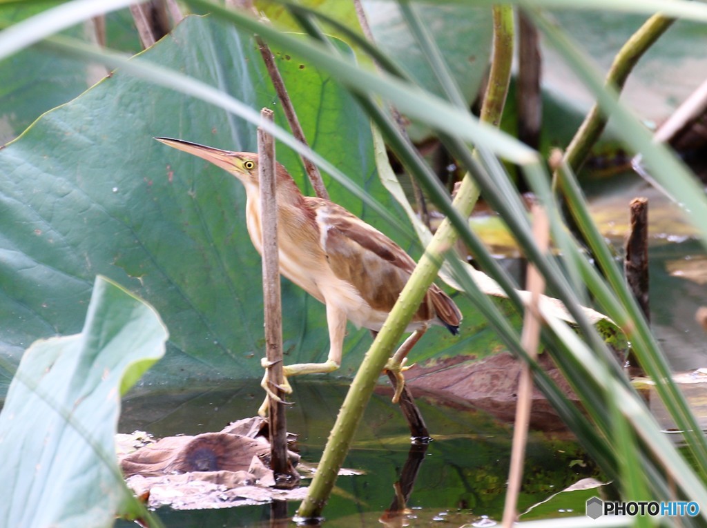 ヨシゴイさん。