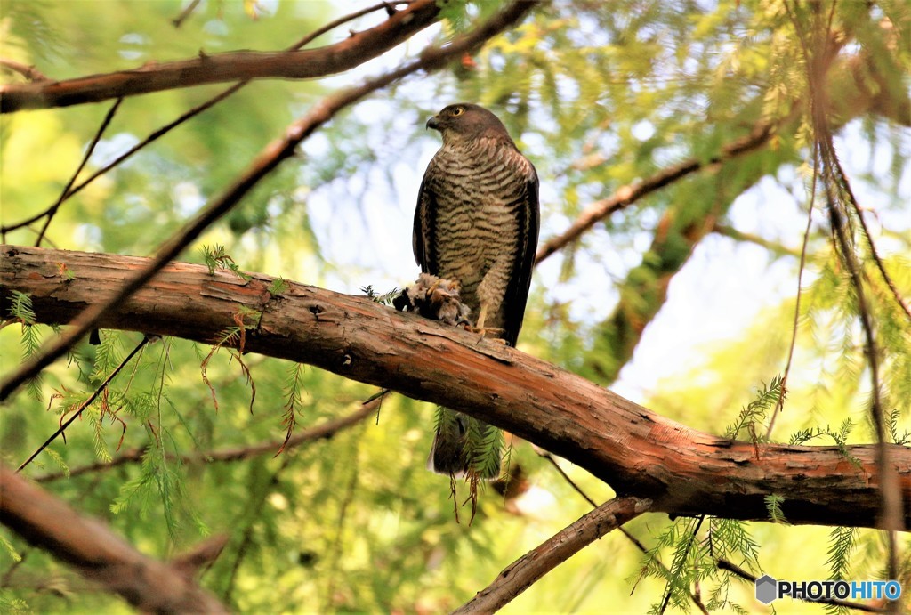 ツミさんの食事タイム。