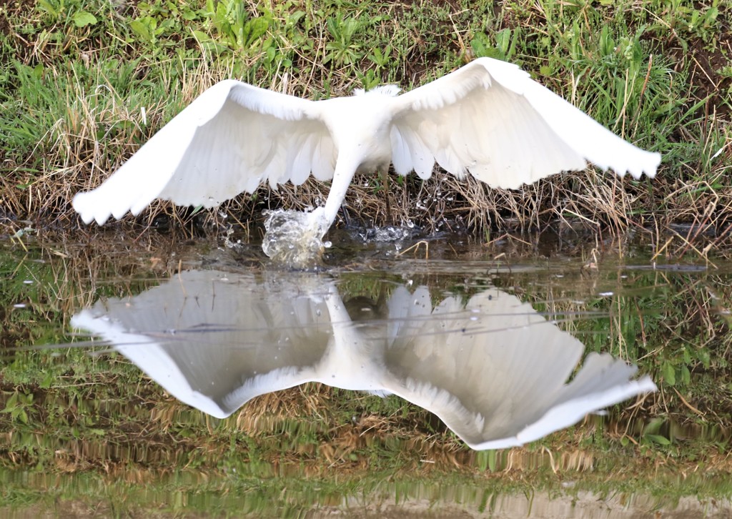 ダイサギさん。③
