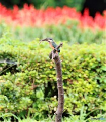 川エビ