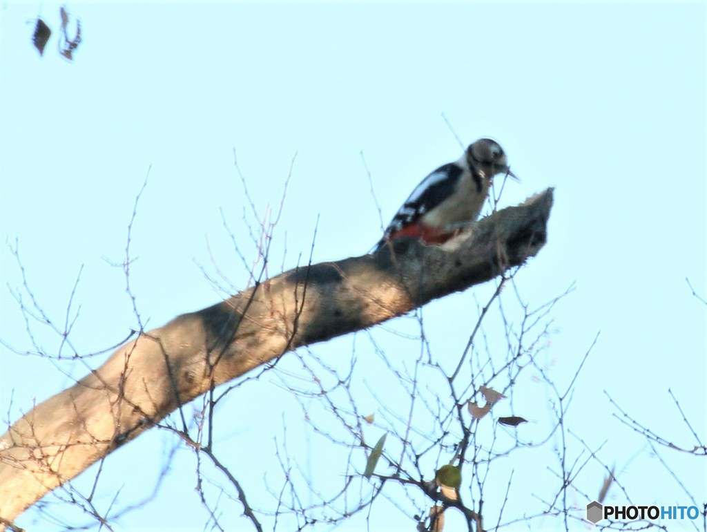 アカゲラさん。