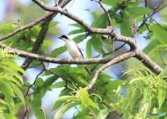 チゴモズさん。