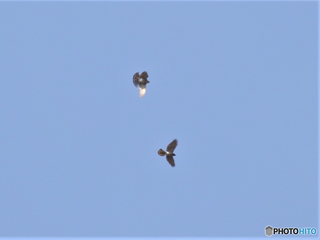 ２羽のハイタカさん。