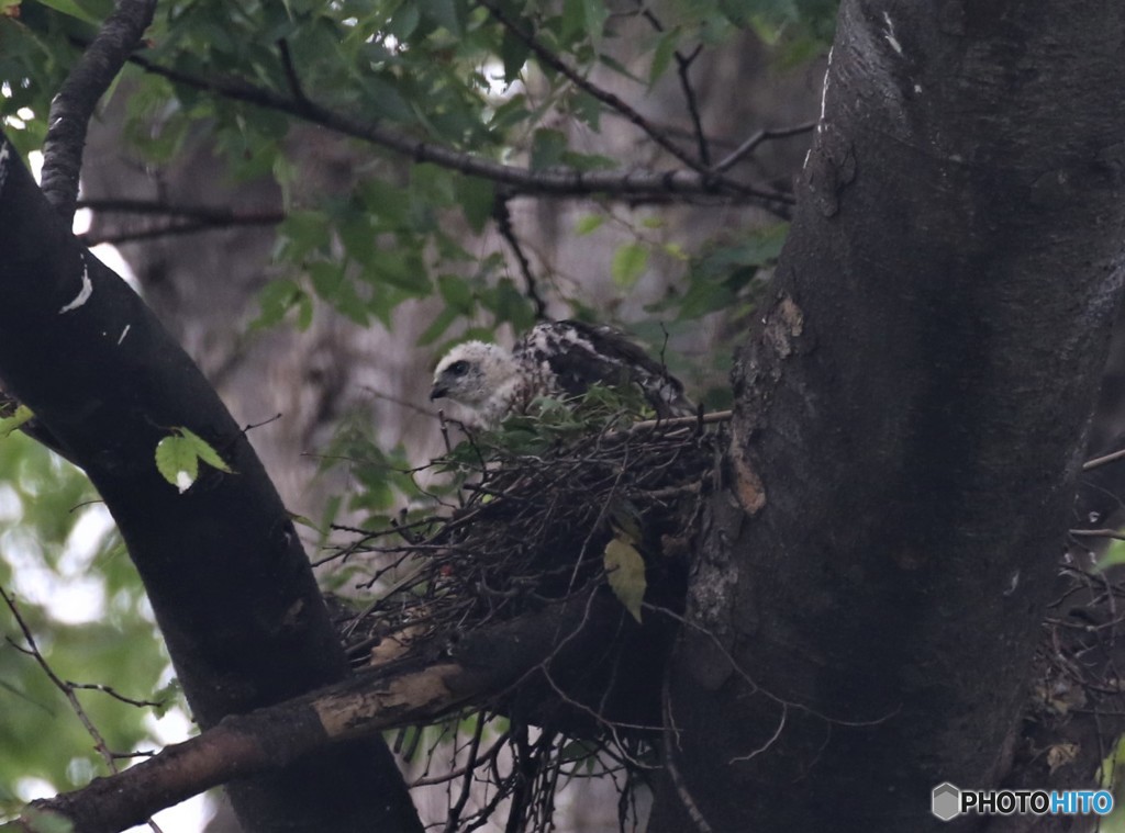 ツミさんのヒナちゃん。