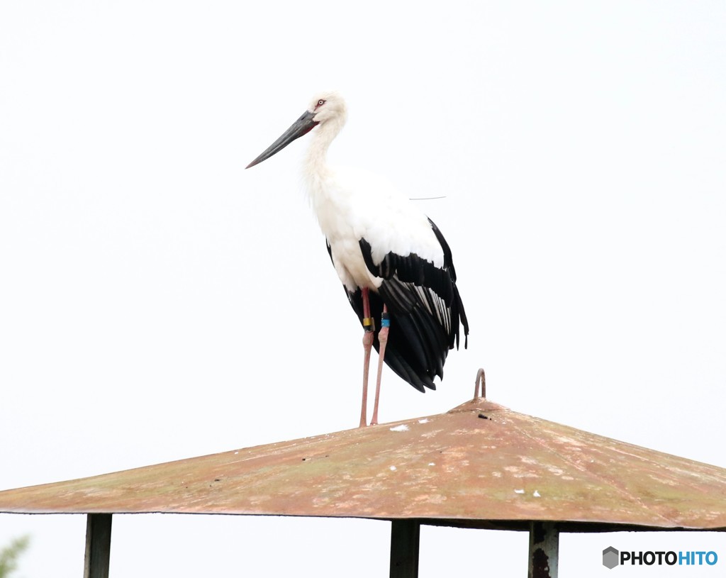 コウノトリさん。