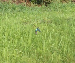 雨の中のカワセミさん。