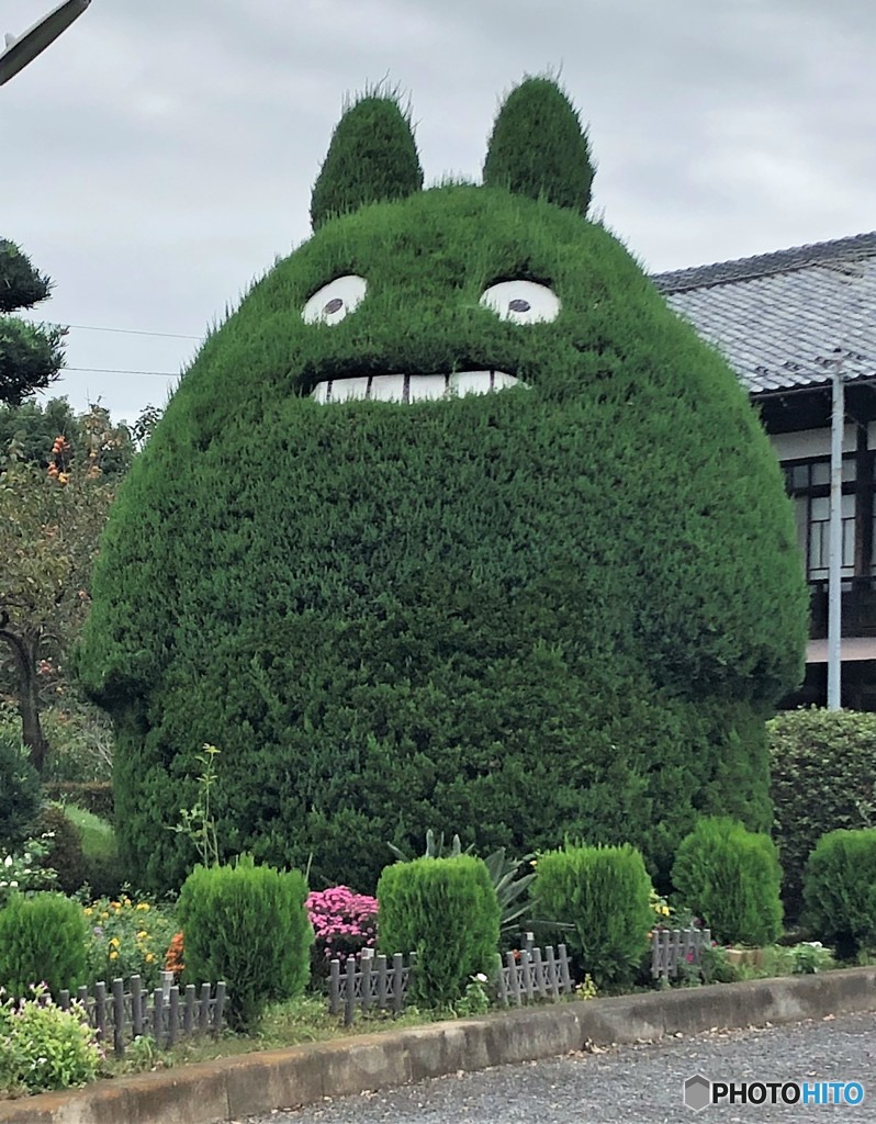 トトロの木。