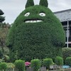 トトロの木。