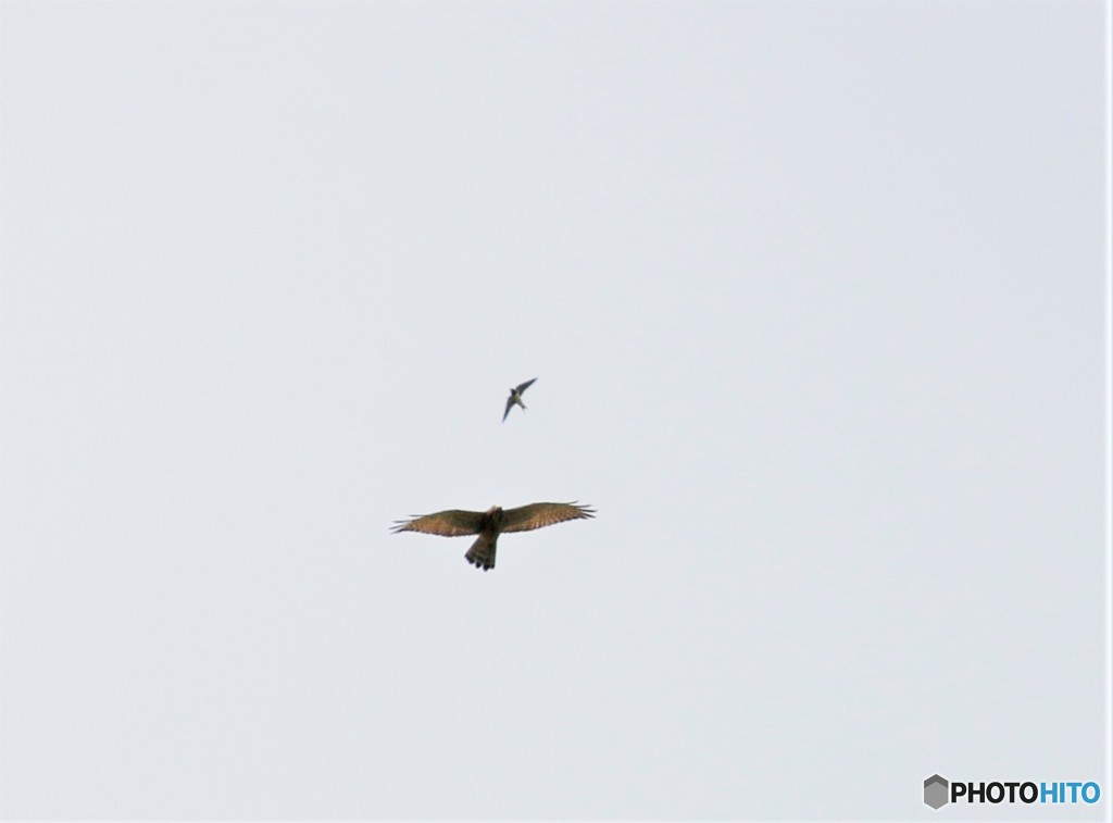 サシバとツバメさん。