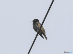ホシムクドリさん。