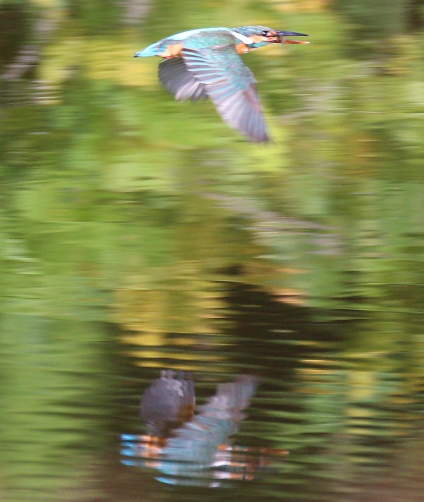 カワセミさん。