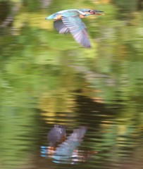 カワセミさん。