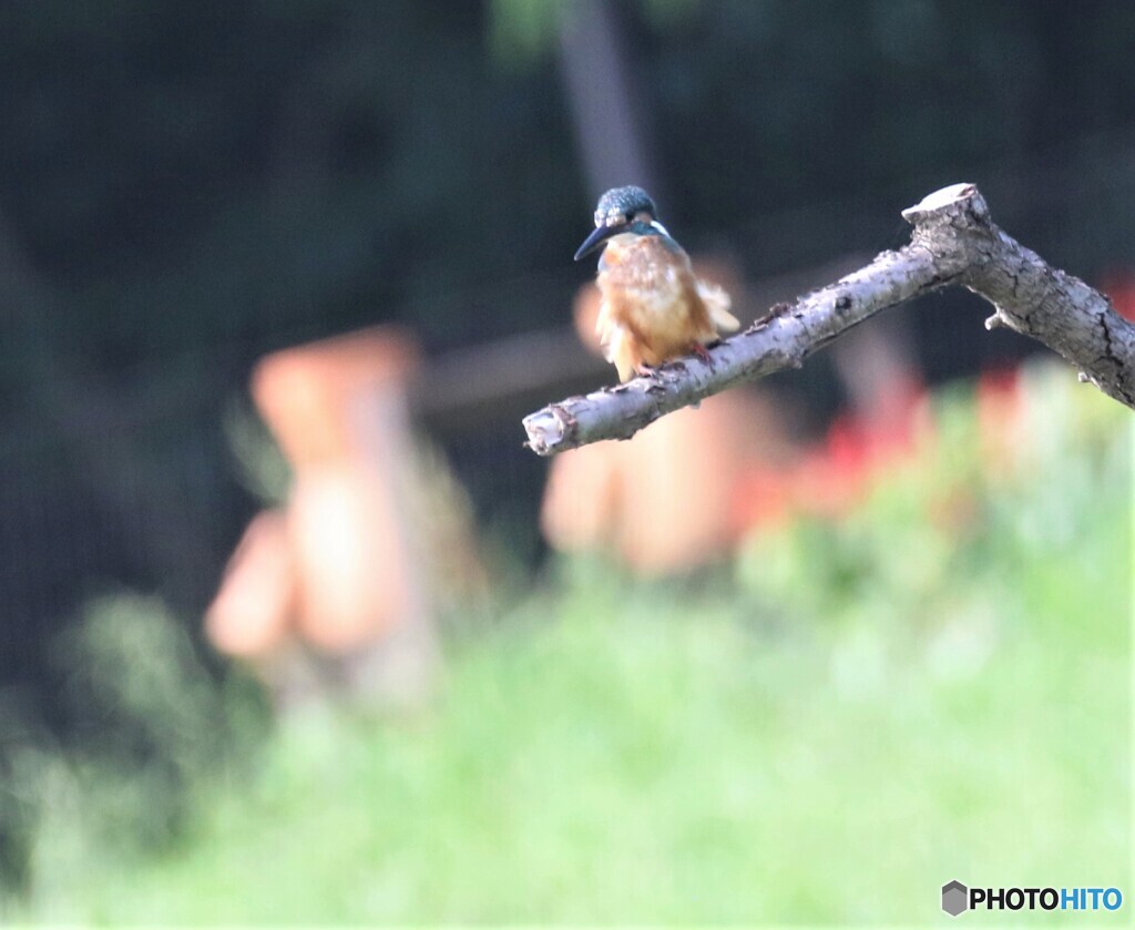 土人形さんとカワセミさん。