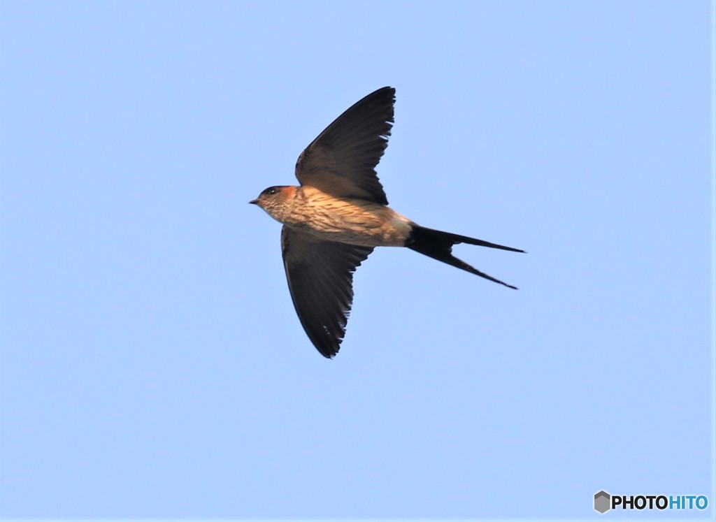 コシアカツバメさん。