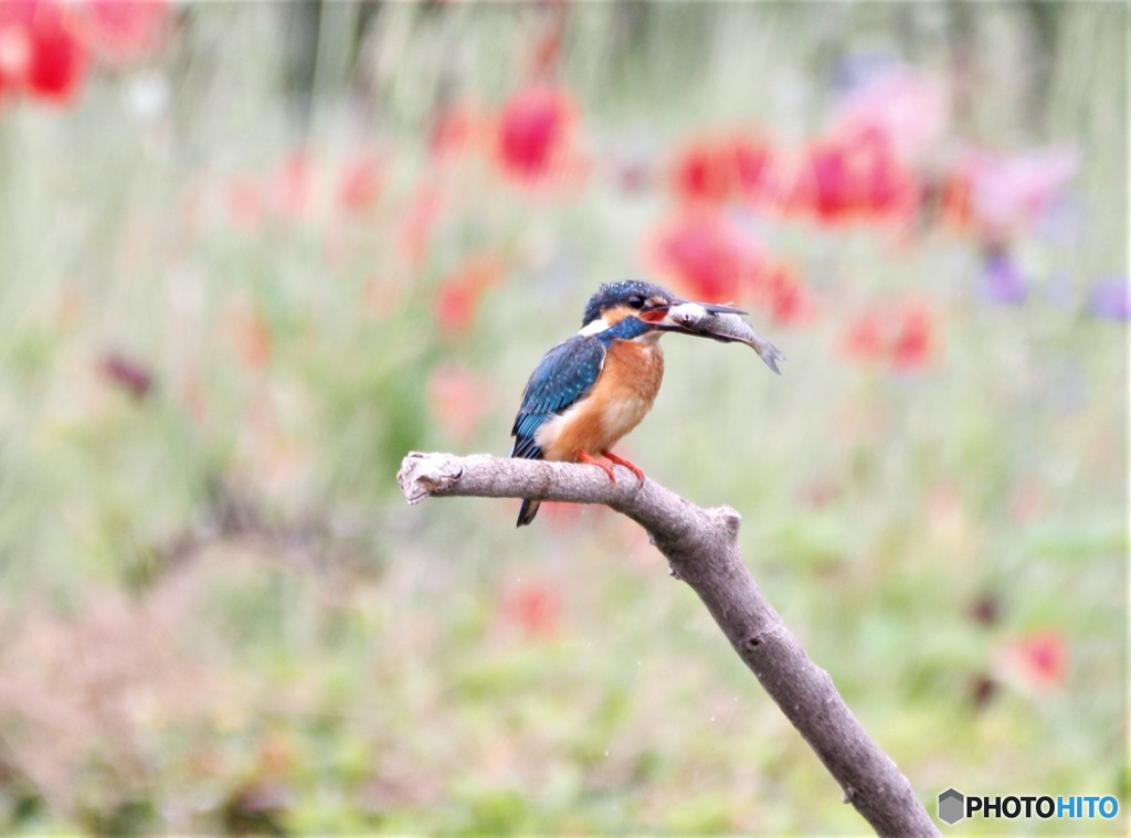 カワセミさん。
