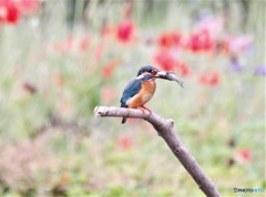 カワセミさん。