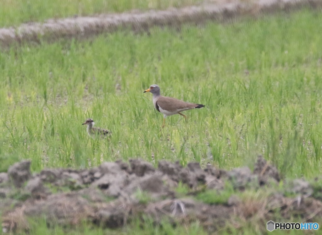ケリさんの親子。