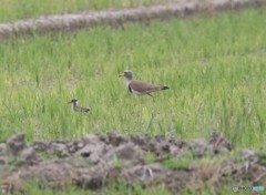 ケリさんの親子。