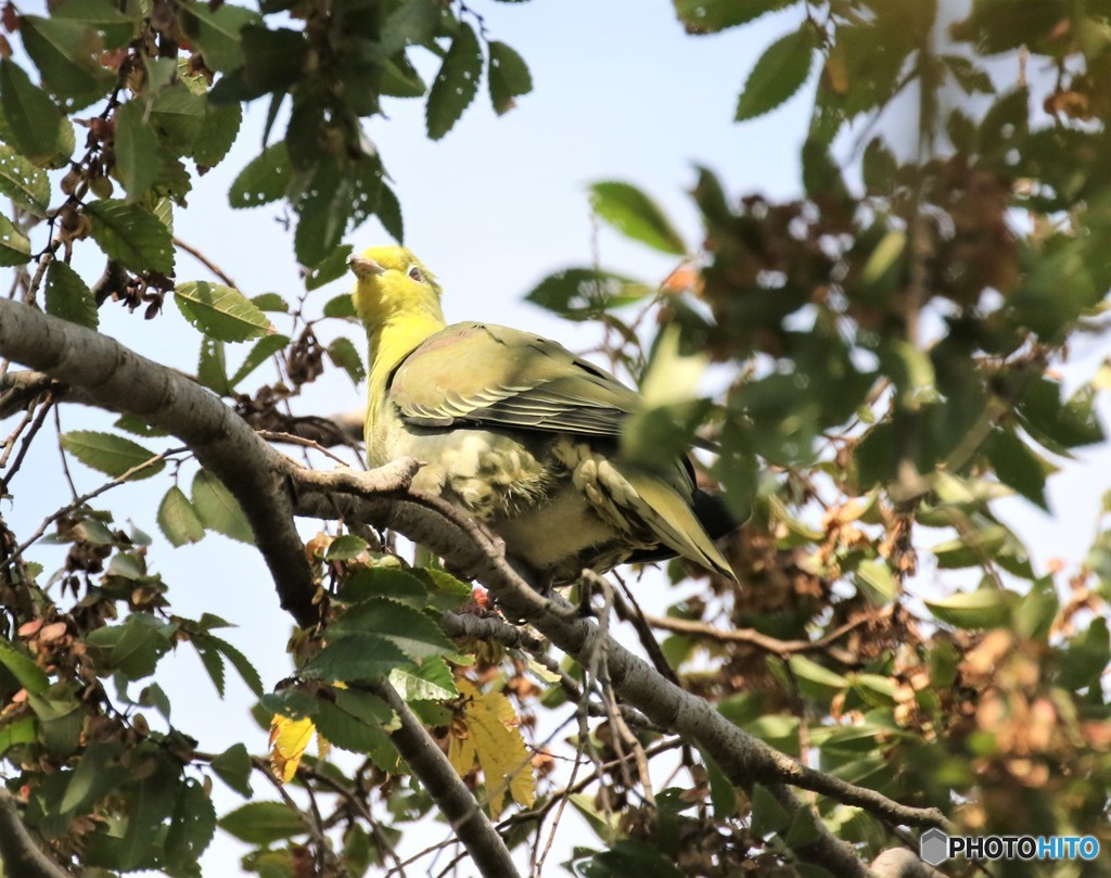 アオバトさん。