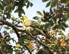 アオバトさん。