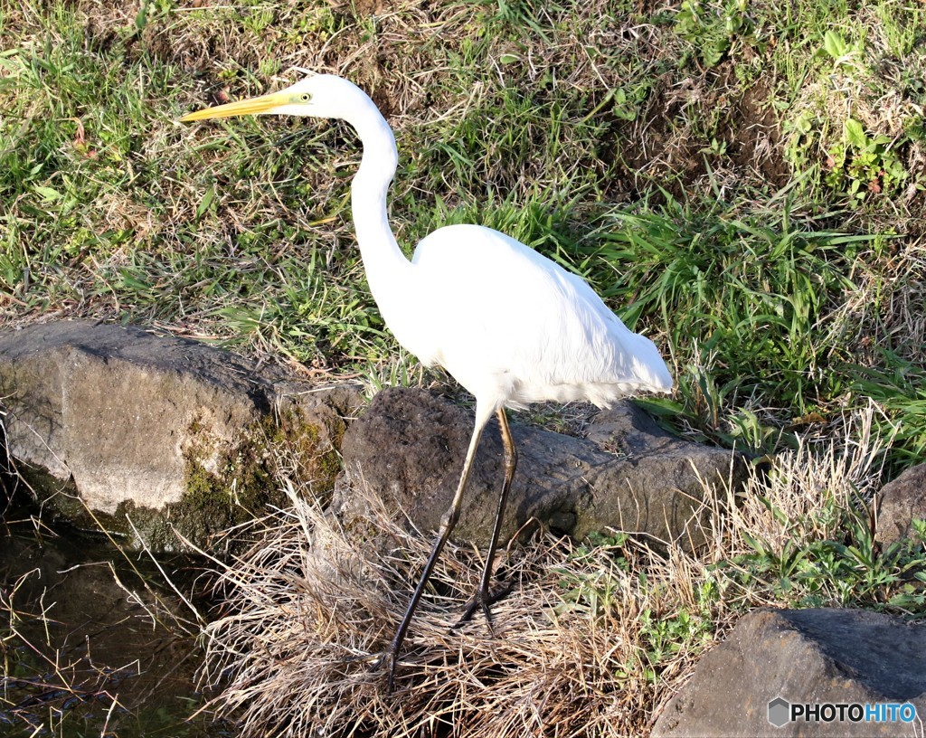 ダイサギさん。