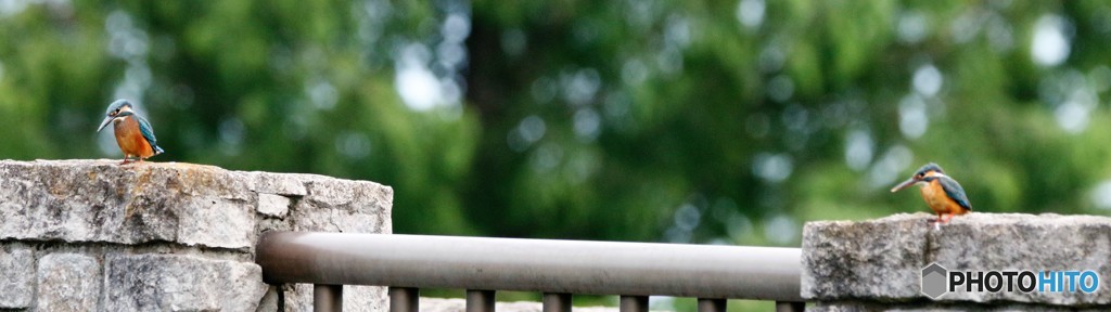 カワセミさん。