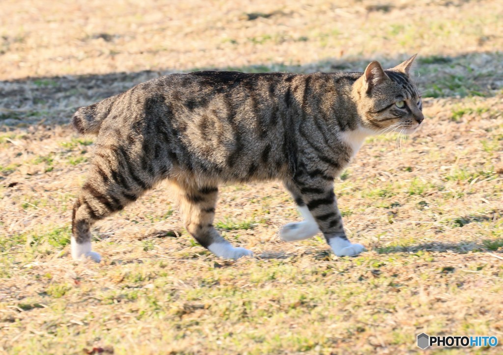 公園のネコさん。