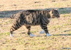 公園のネコさん。