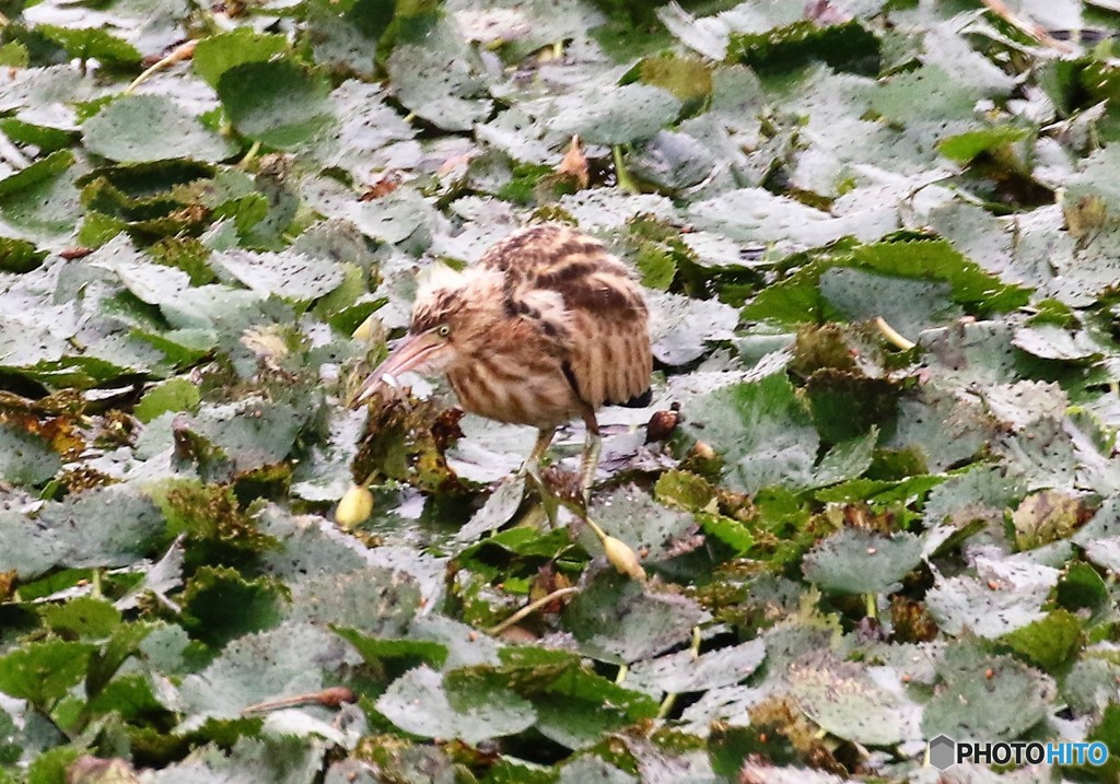 ヨシゴイさんの幼鳥。