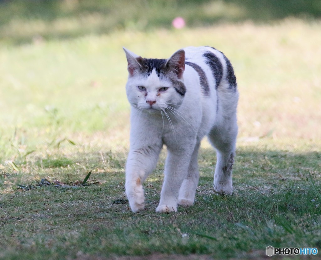 公園のネコさん。