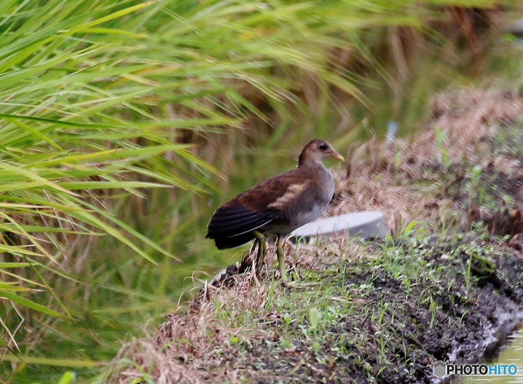 バンの若鳥。