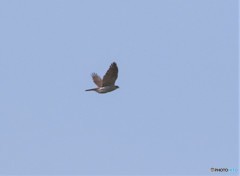 オオタカさん。