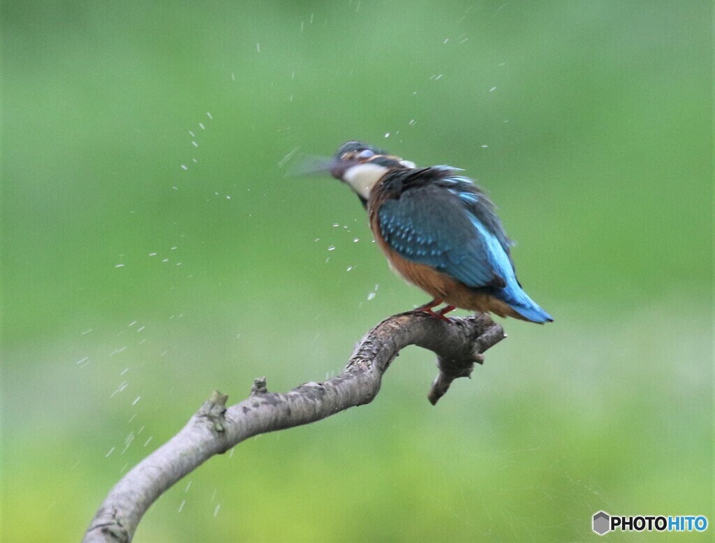 カワセミさん。