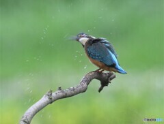 カワセミさん。