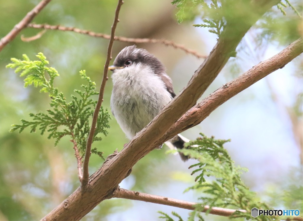 エナガさんの幼鳥。