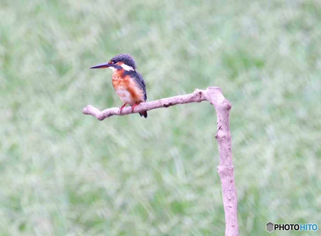 カワセミさん。