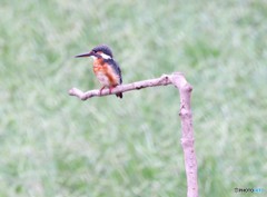 カワセミさん。