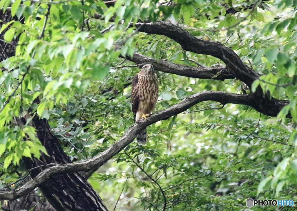 若オオタカさん。